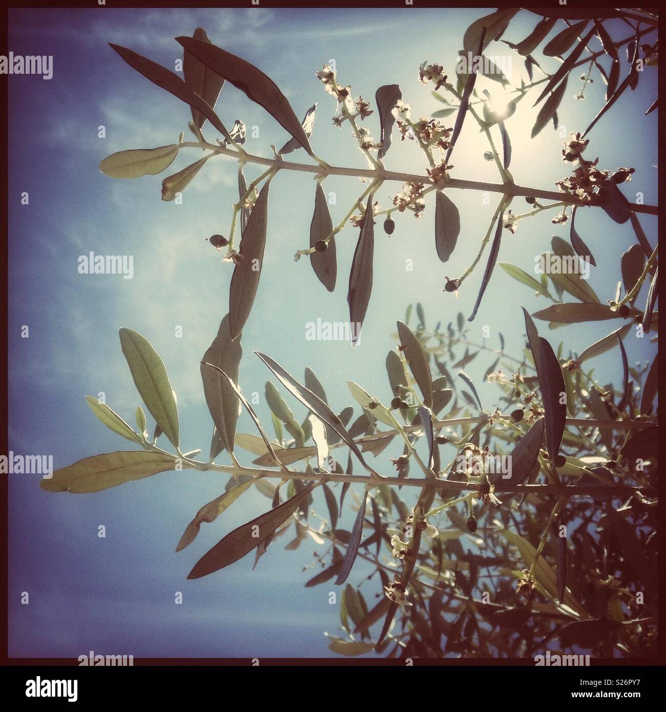 New, tiny Farga olives, Catalonia, Spain. - Smartphone Captured Stock Image