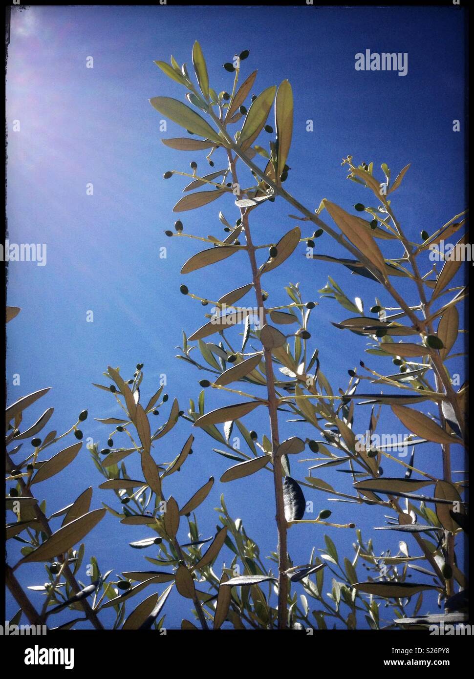 New, tiny Farga olives, Catalonia, Spain. - Smartphone Captured Stock Image