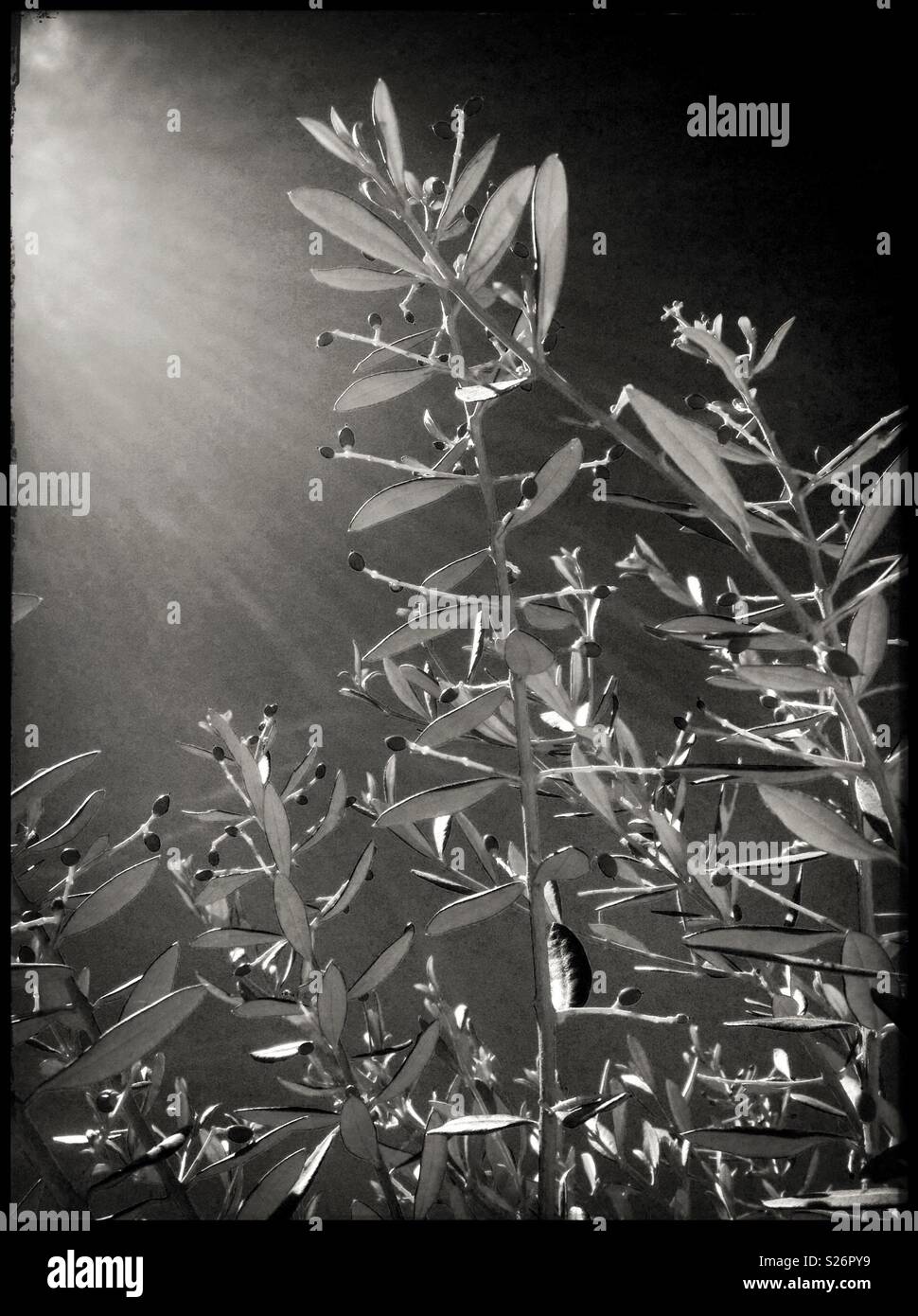 New, tiny Farga olives, Catalonia, Spain. - Smartphone Captured Stock Image