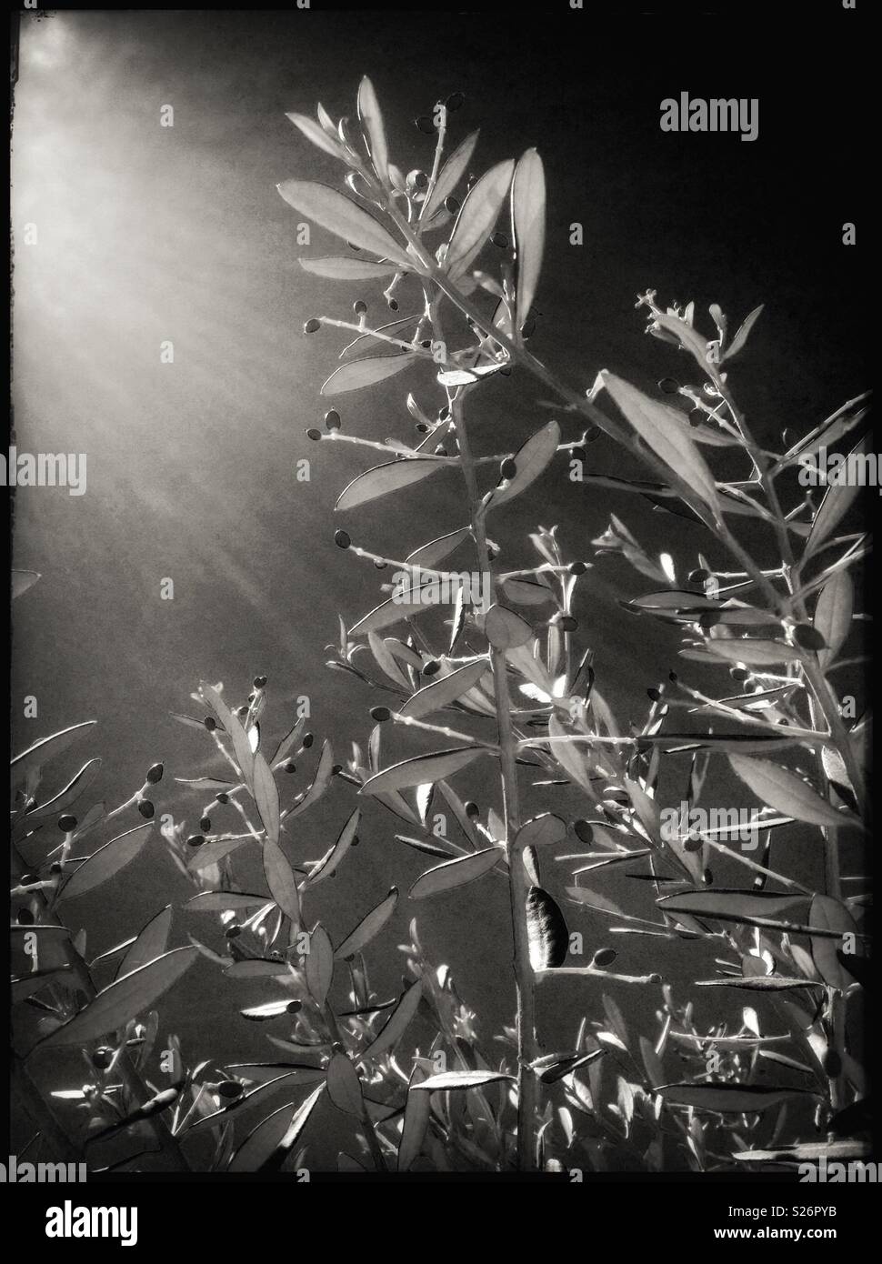 New, tiny Farga olives, Catalonia, Spain. - Smartphone Captured Stock Image