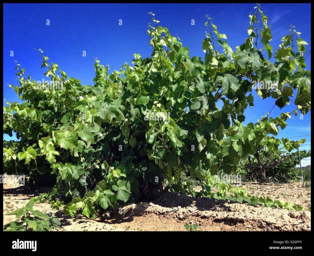 Macabeo grapevines, Catalonia, Spain. - Smartphone Captured Stock Image