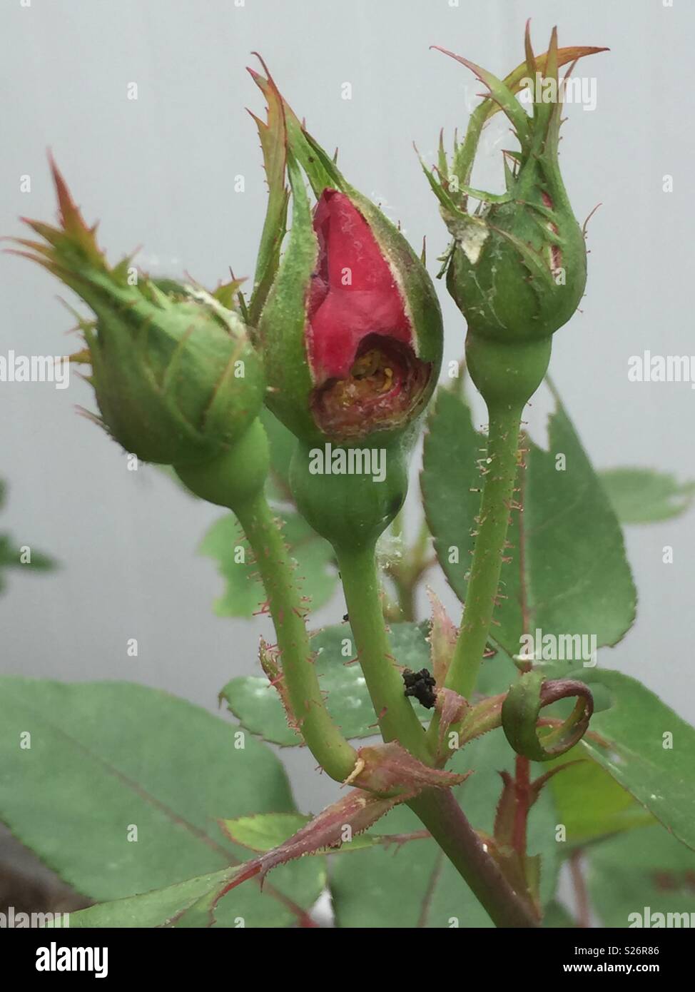Rose bud eaten by inch worms & other pests Stock Photo Alamy