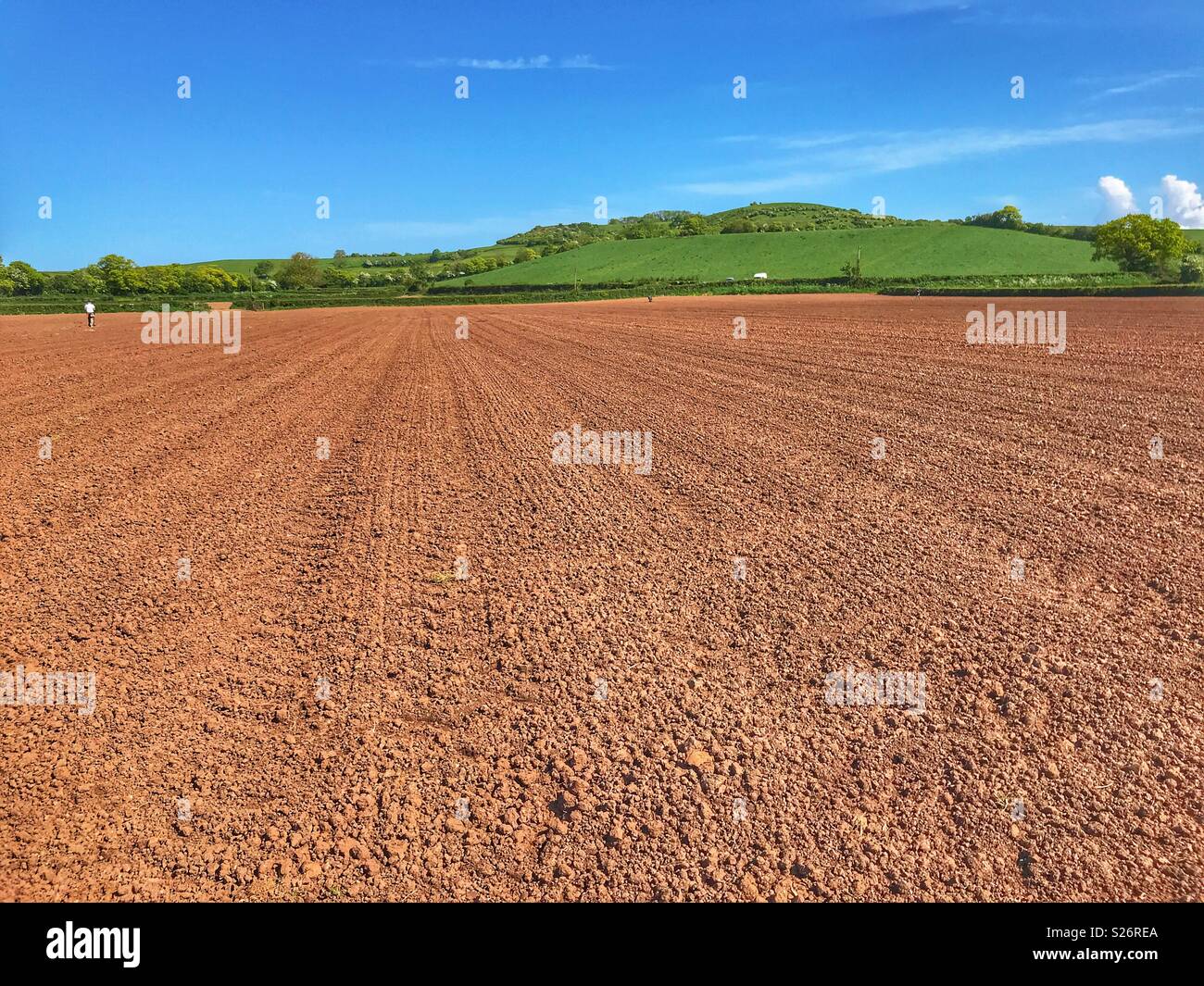 Summer landscape, ploughed, rolled and seeded field, Compton Dundon, Somerset, England - Smartphone Captured Stock Image