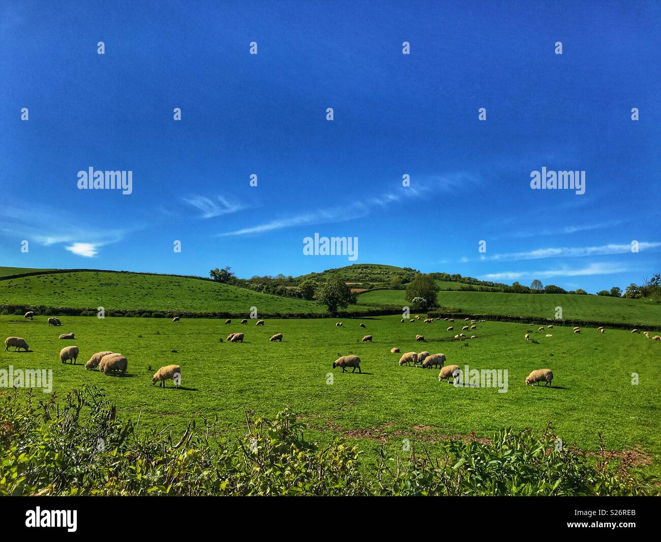 Summer landscape, sheep grazing in a pasture field, Compton Dundon, Somerset, England - Smartphone Captured Stock Image