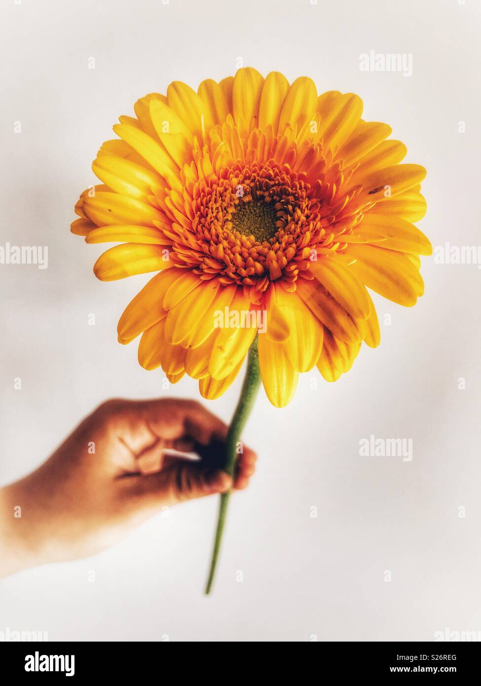 Woman holding a single, yellow, gerbera daisy in her hand, against a plain background, close-up Stock Photo