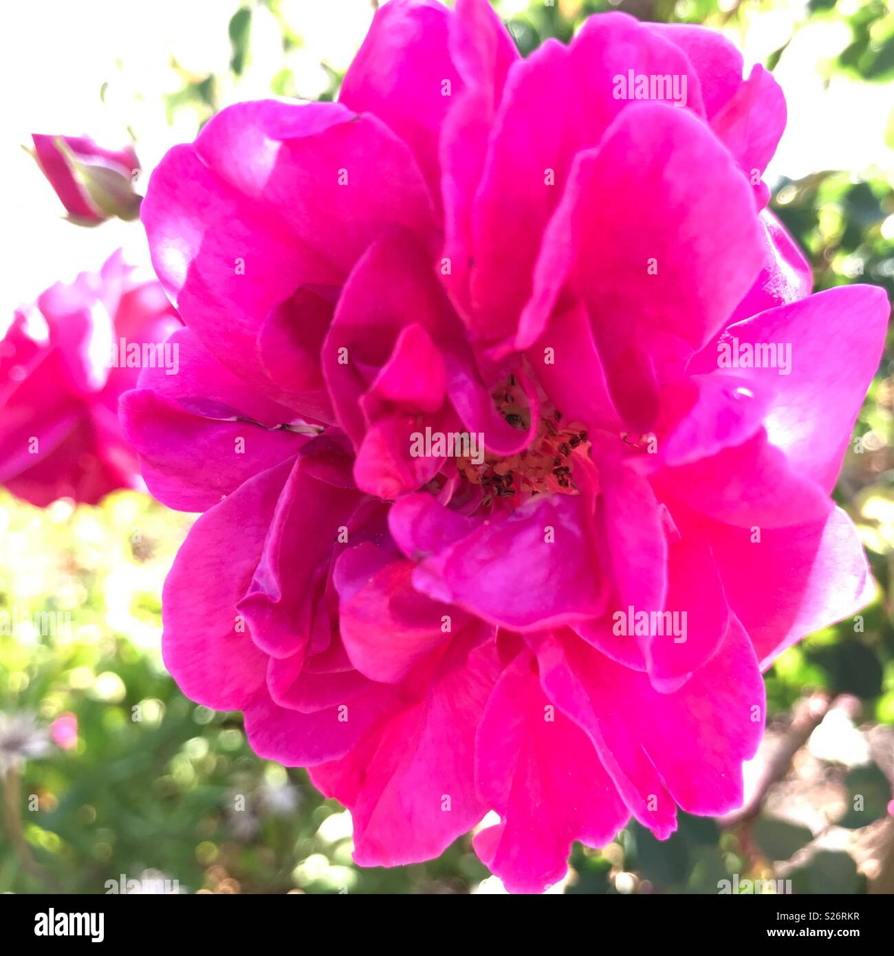 Perfect pink rambling rose, back lit Stock Photo