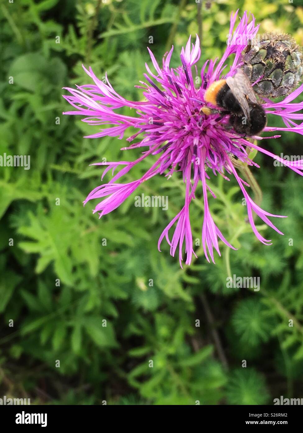 Bumblebee on Purple Flower Stock Photo