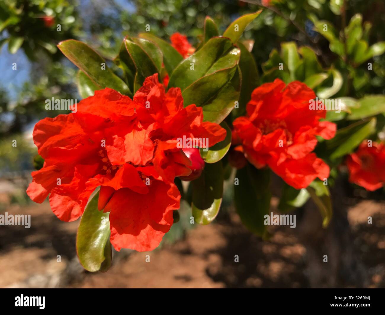 Pomegranate tree in flower, Punica granatum Stock Photo