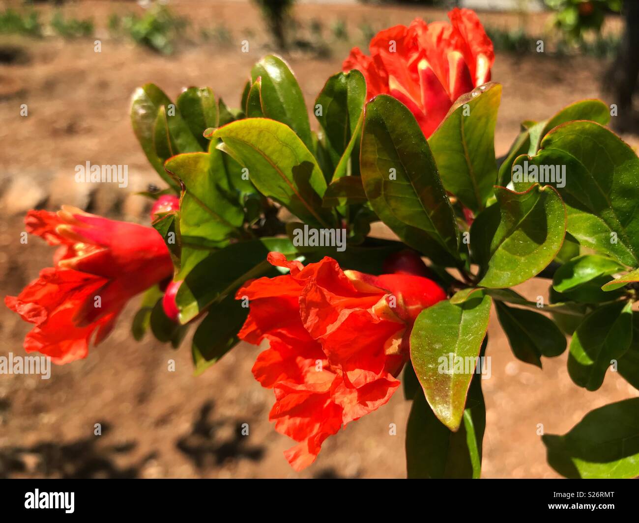Pomegranate tree in flower, Punica granatum Stock Photo
