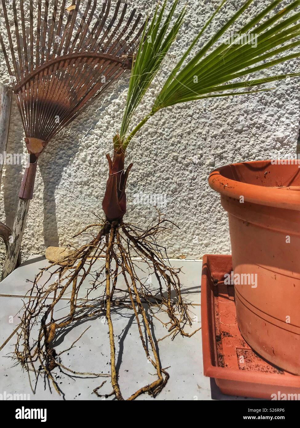 Gardening. A fan palm, showing its root system, ready to be planted in to a big flower pot after it seeded itself in an inappropriate place in the garden Stock Photo