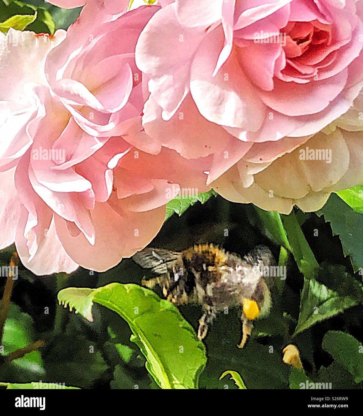 The rose and the bee. The bee in the rose... - Smartphone Captured Stock Image