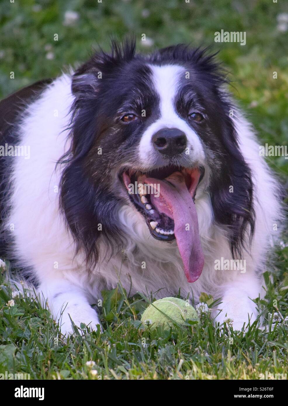 A border collie with an extra-long tongue sits on the lawn with a tennis ball. This is a great portrait of a senior dog. Stock Photo