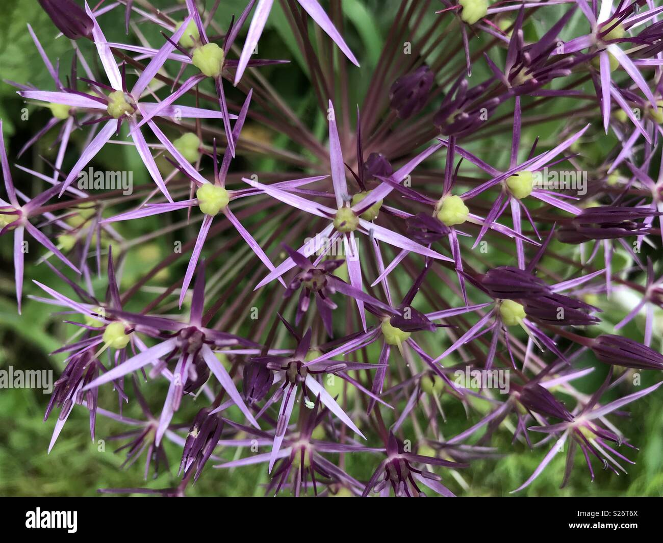 Close up of an Alium flower Stock Photo
