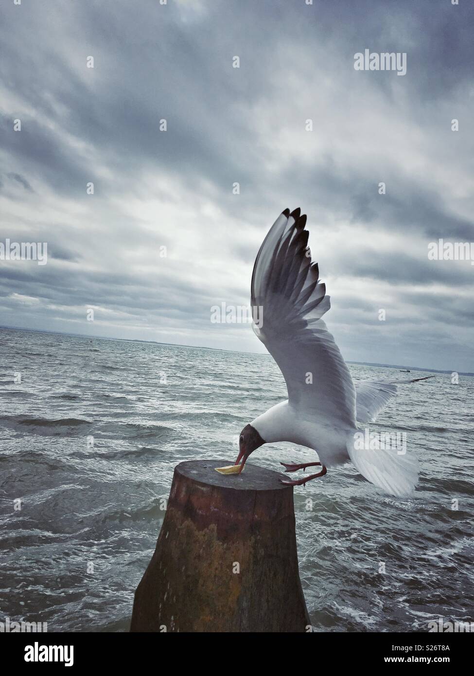 Seagull eating chips hi-res stock photography and images - Alamy