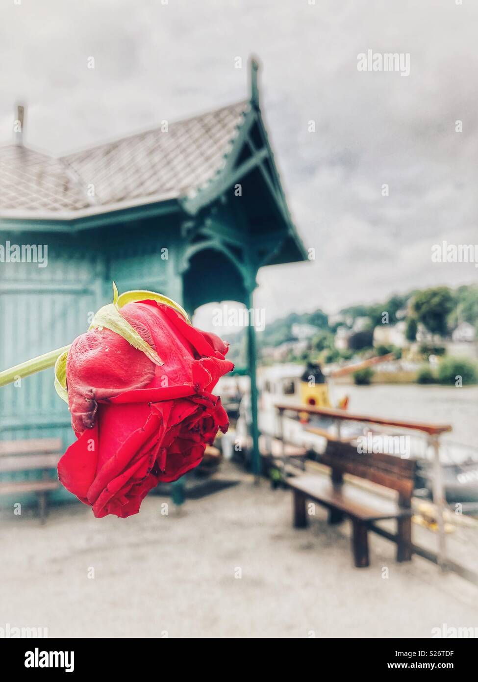 Close up of a red rose. - Smartphone Captured Stock Image