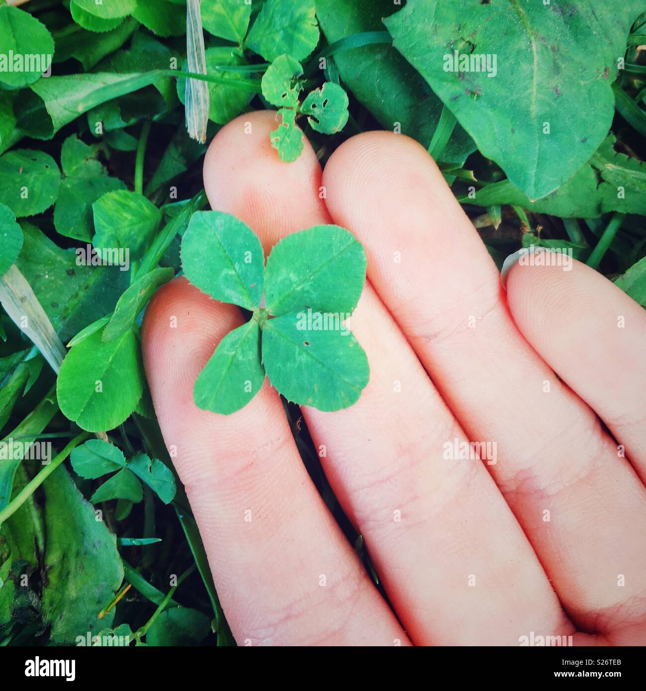 Four leafed clover between a girl’s fingers on the ground - Smartphone Captured Stock Image