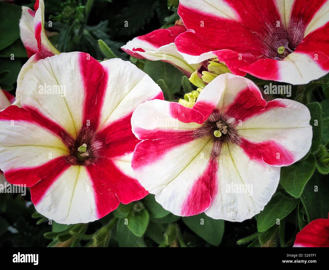 Red and white stripy petunia flowers Stock Photo