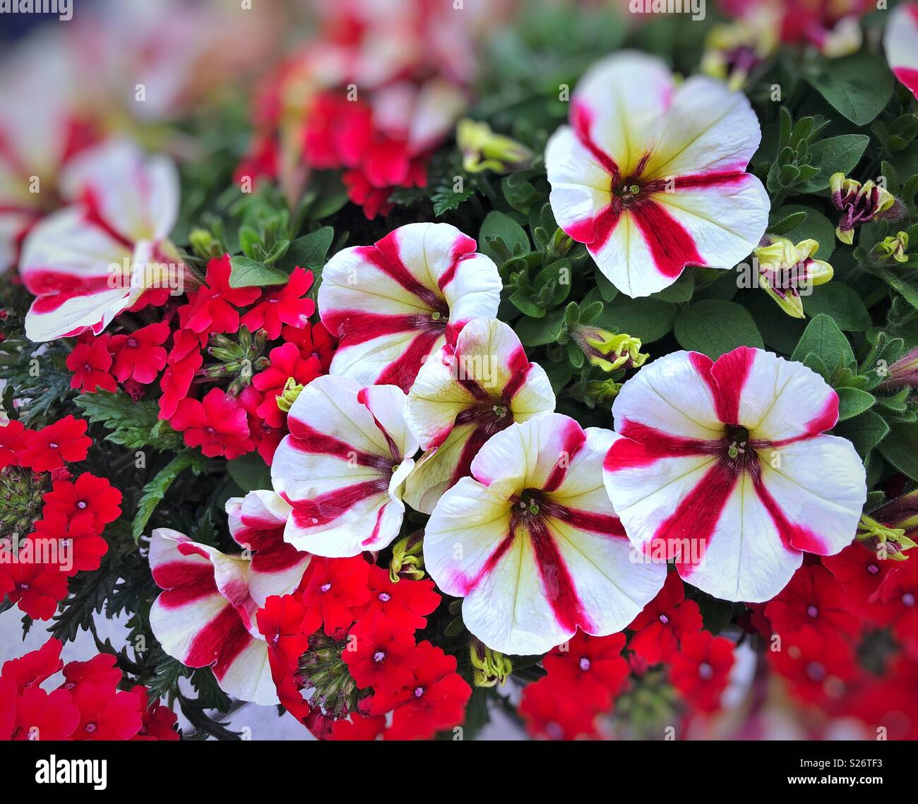 Red and white stripy petunia flowers Stock Photo