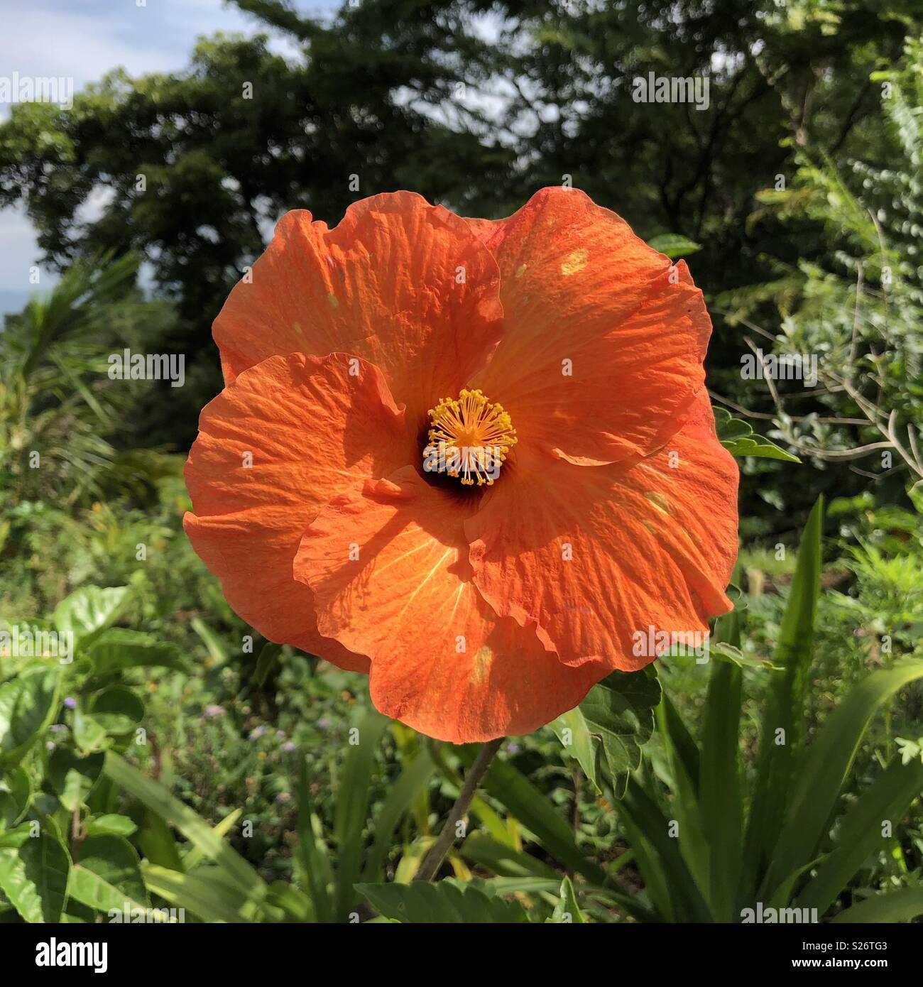 Orange hibiscus flower Stock Photo Alamy