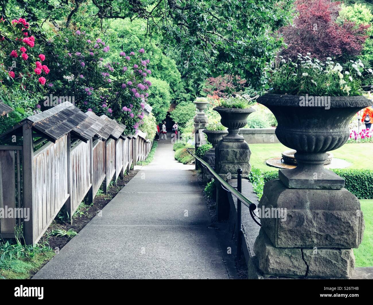 Pathway between Japanese garden and Rose garden in famous Butchart Gardens in Victoria BC - Smartphone Captured Stock Image