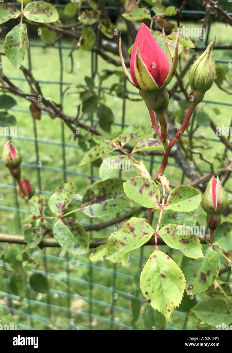 Rose buds starting to open Stock Photo Alamy