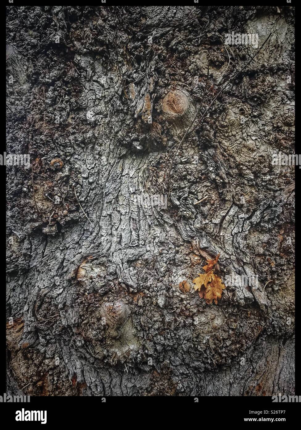 Bark of European Oak tree. - Smartphone Captured Stock Image