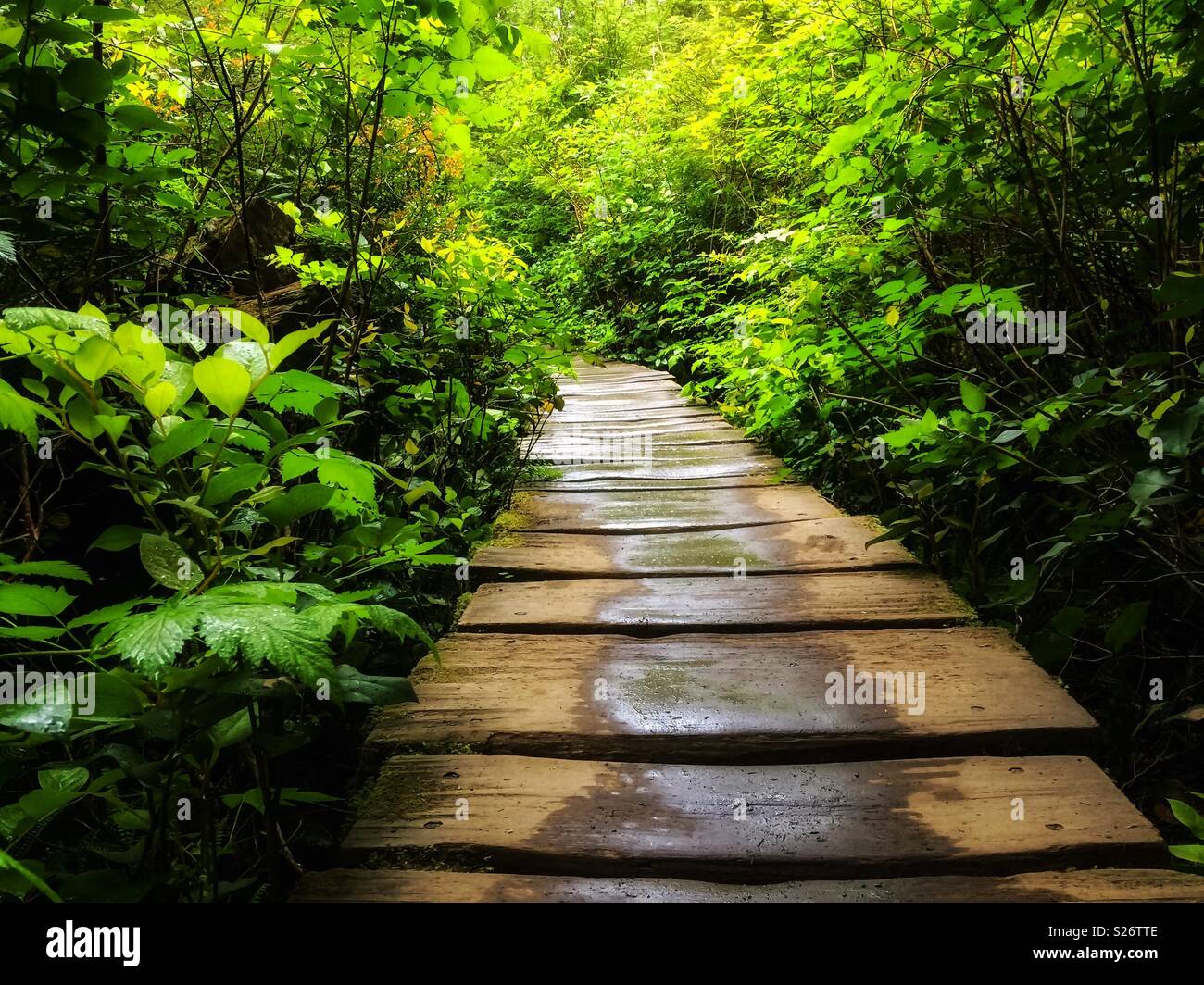 Wooden wet boardwalk surrounded by fern and vegetation in the Cape Flattery rainforest, Olympic National Park, Washington State, USA. - Smartphone Captured Stock Image