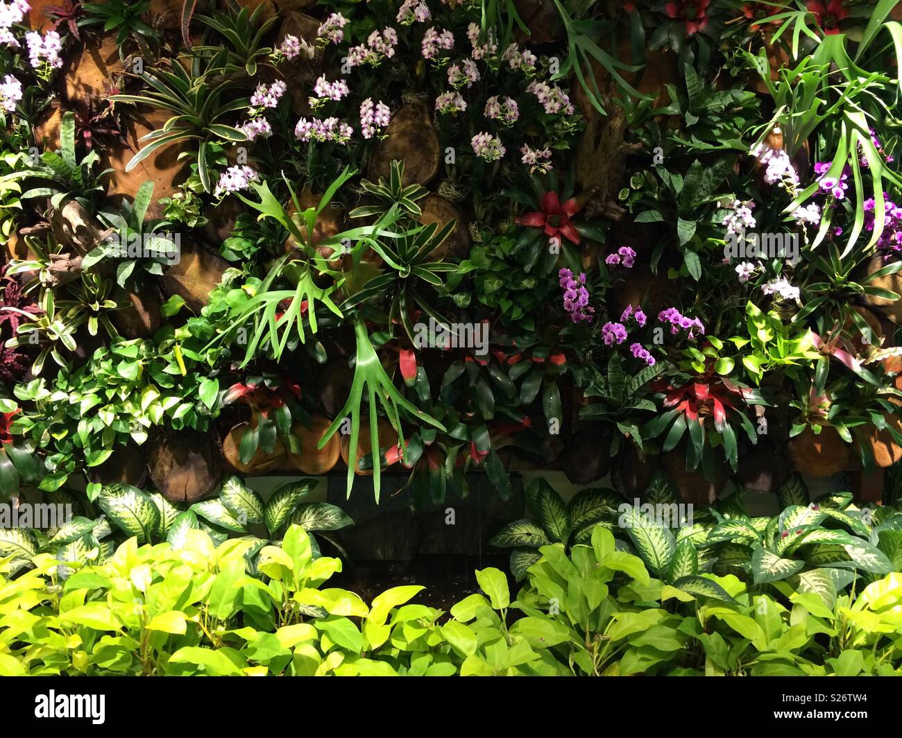 Display of tropical plants Stock Photo