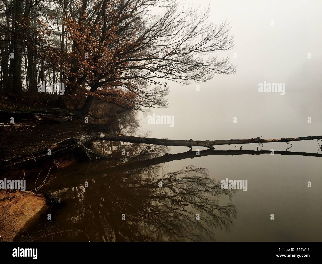 Foggy morning at Lake Benson Park in Garner North Carolina. Mirror like ...