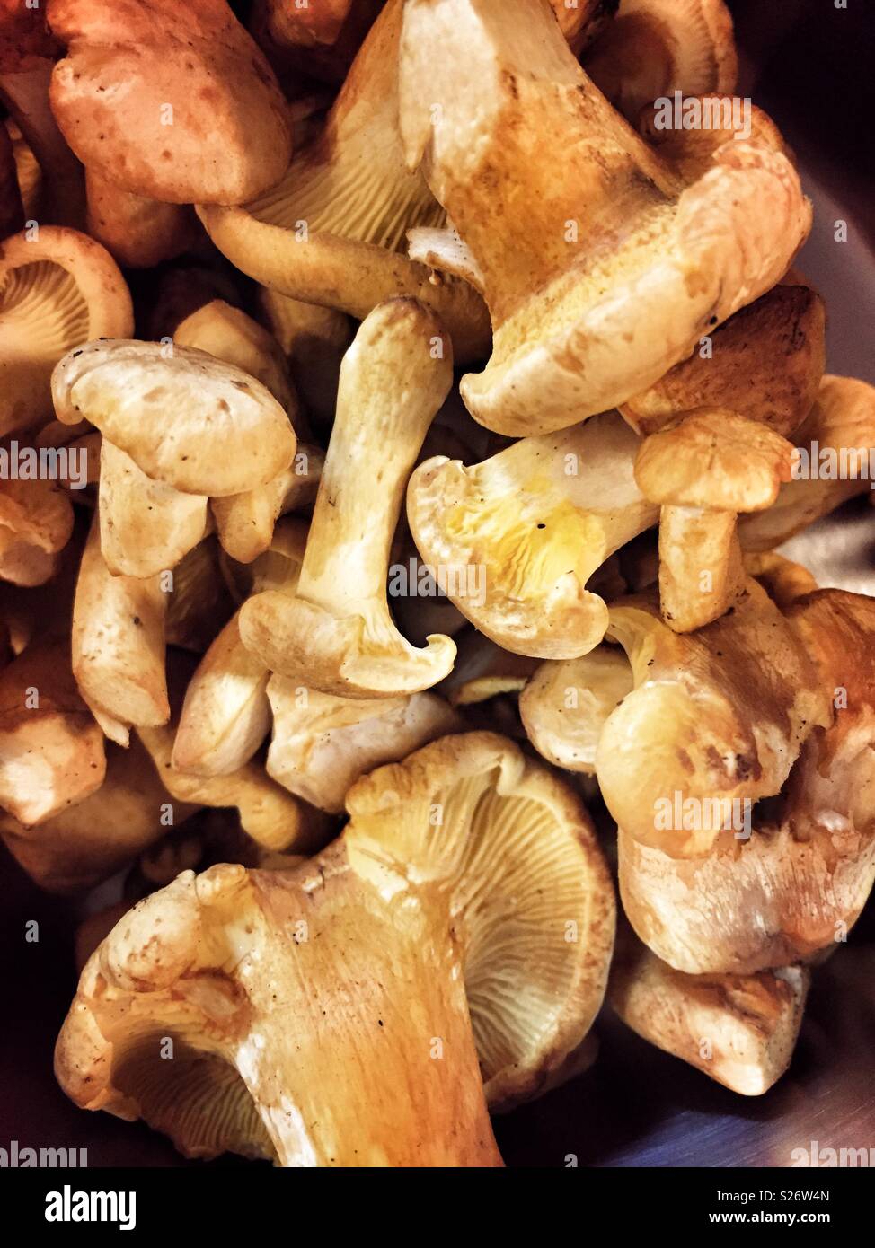 A collection of freshly foraged wild mushrooms. The common English name for these fungi is Chanterelles (Cantherellus cibarius). A highly prized edible fungus used widely by chefs around the world. - Smartphone Captured Stock Image