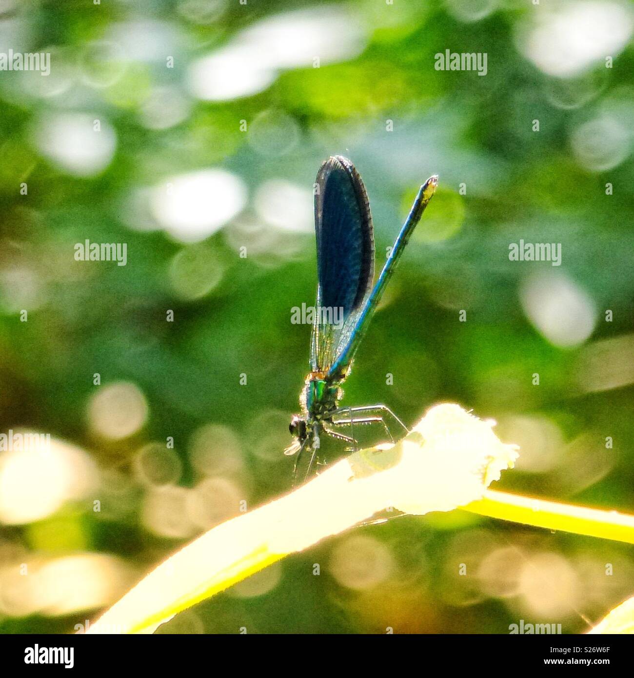 Damsel Fly in Krka National Park, Croatia. Stock Photo