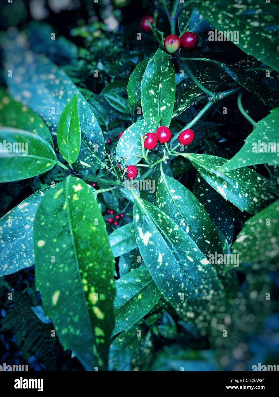 glossy-green foliage with bright-yellow spots and ornamental berries gold dust aucuba plant Stock Photo