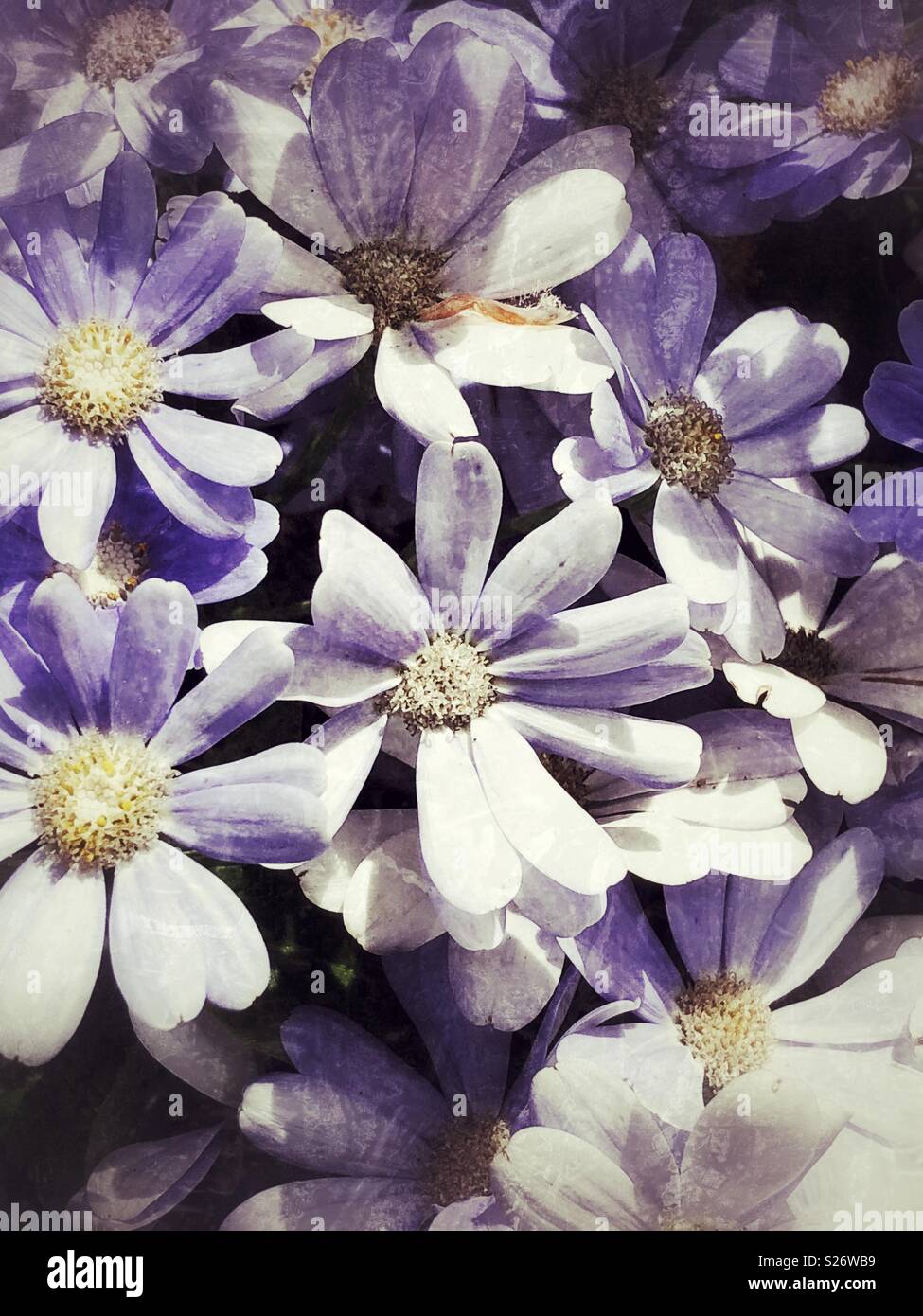 Felicia amelloides hi-res stock photography and images - Alamy