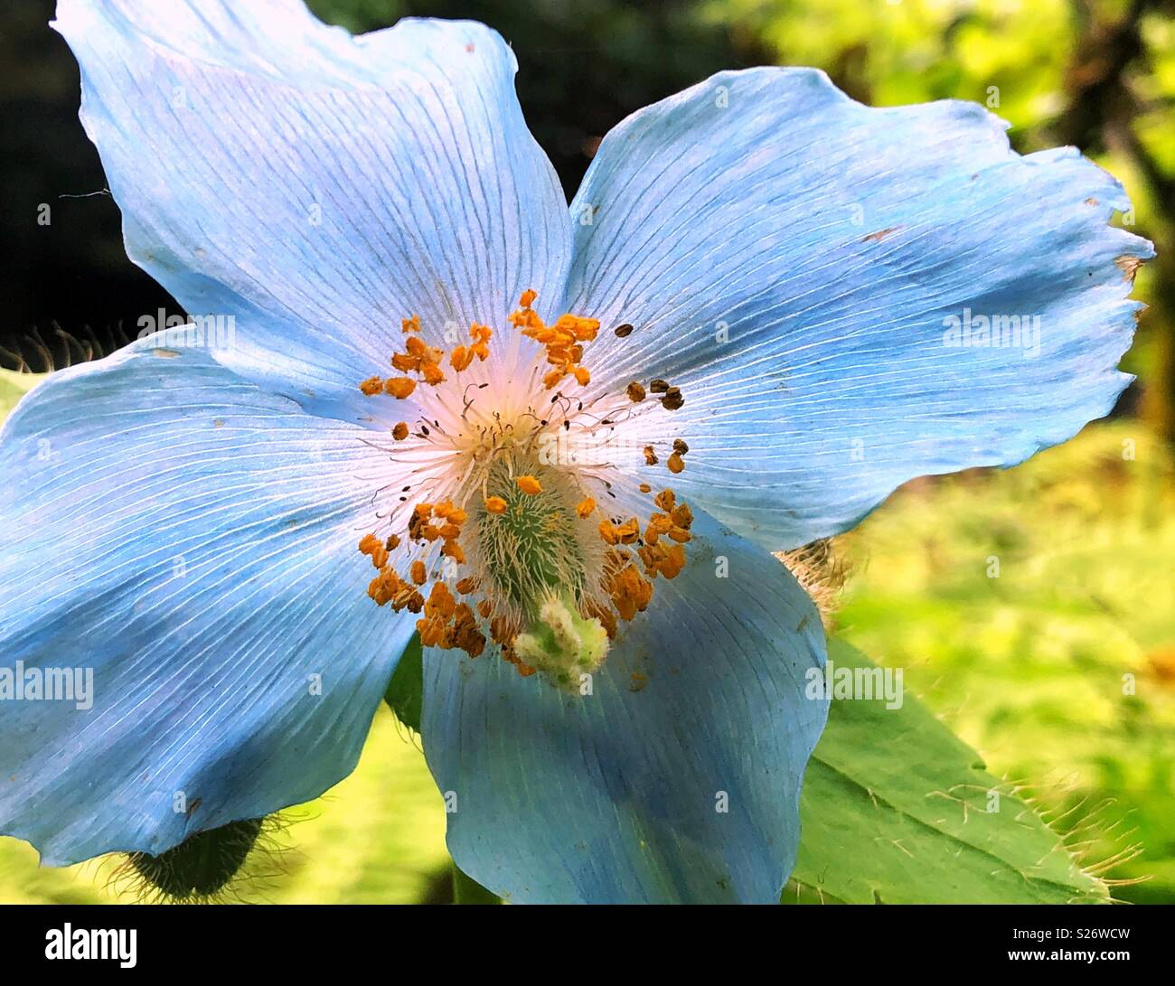 Macro of Flowering Blue Himalayan Poppy flower in the garden - Smartphone Captured Stock Image