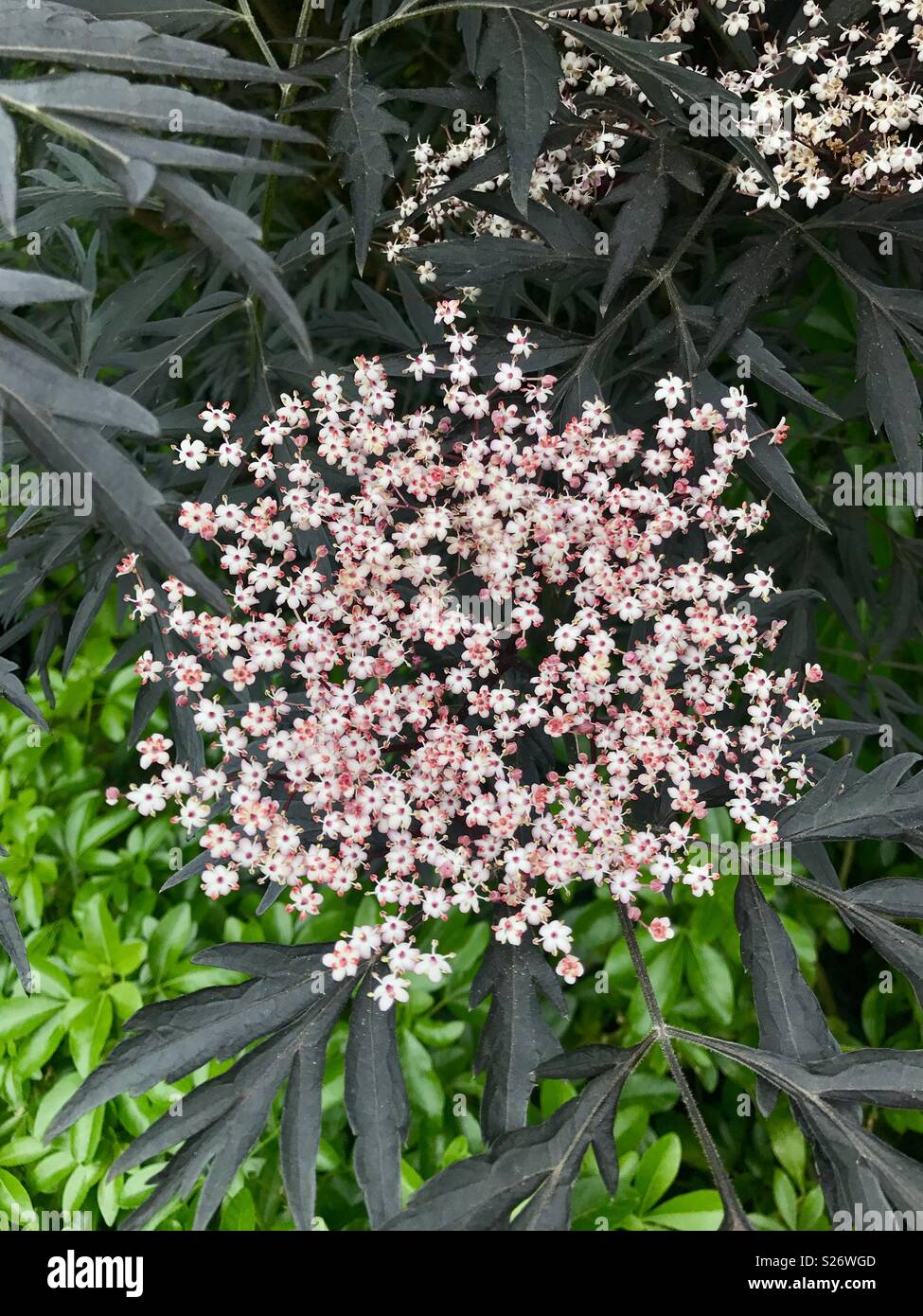 Summer flowering plant Stock Photo