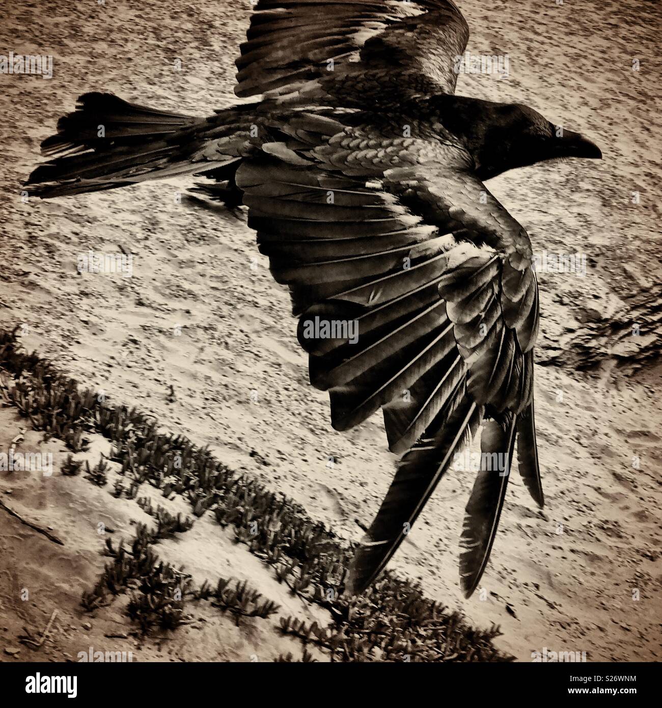 Raven with intricately detailed plumage takes flight over a San Francisco beach. - Smartphone Captured Stock Image