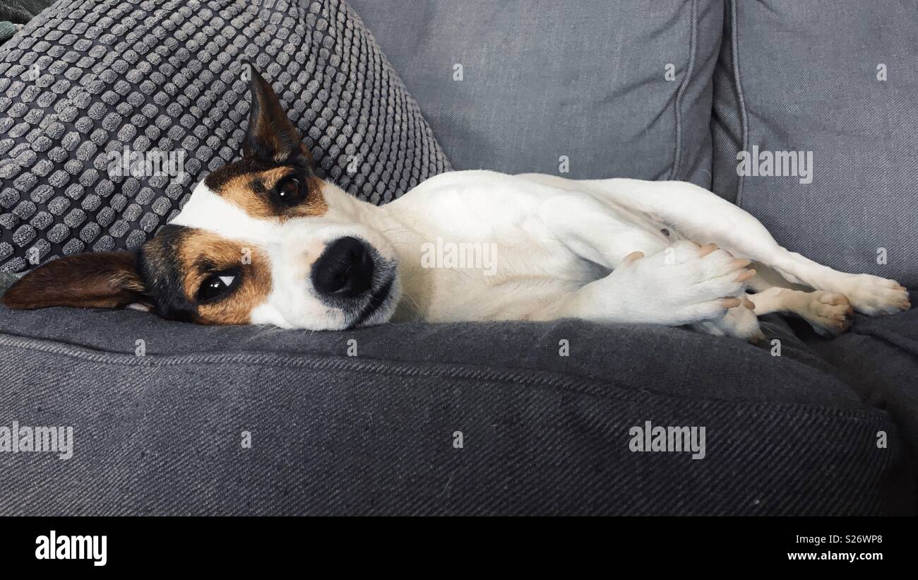 Sleepy dog lying down on a sofa. - Smartphone Captured Stock Image
