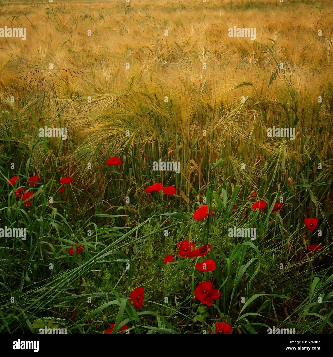 Vibrant red poppies on the edge of a golden corn field. Mobile phone photo with some mobile phone/tablet style processing. - Smartphone Captured Stock Image