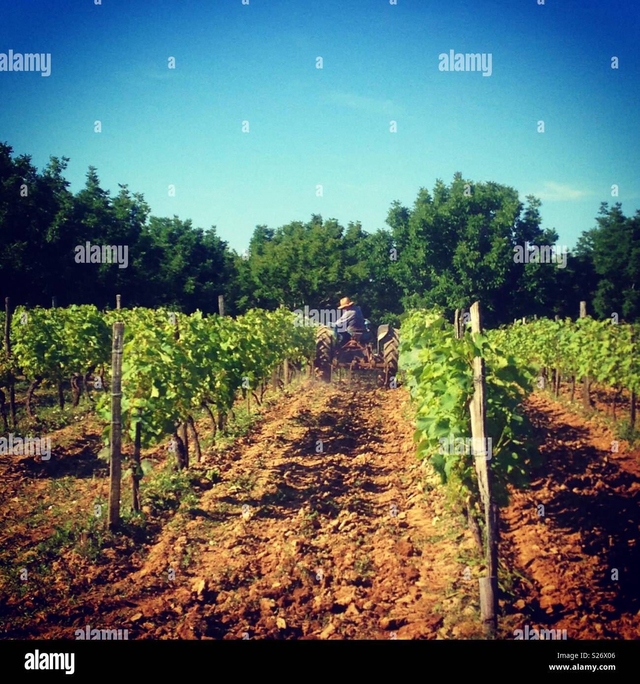 A grower tends the vines on his small holding in rural France. Mobile phone photo with some mobile phone/tablet style processing. - Smartphone Captured Stock Image