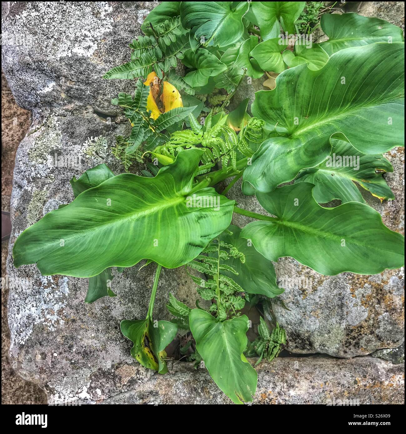 Plants growing in stone box Stock Photo Alamy