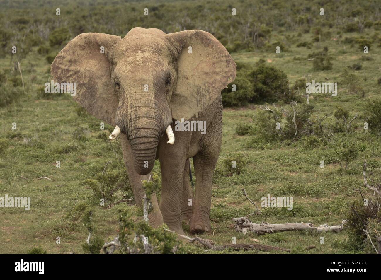 Elephant from South Africa Stock Photo
