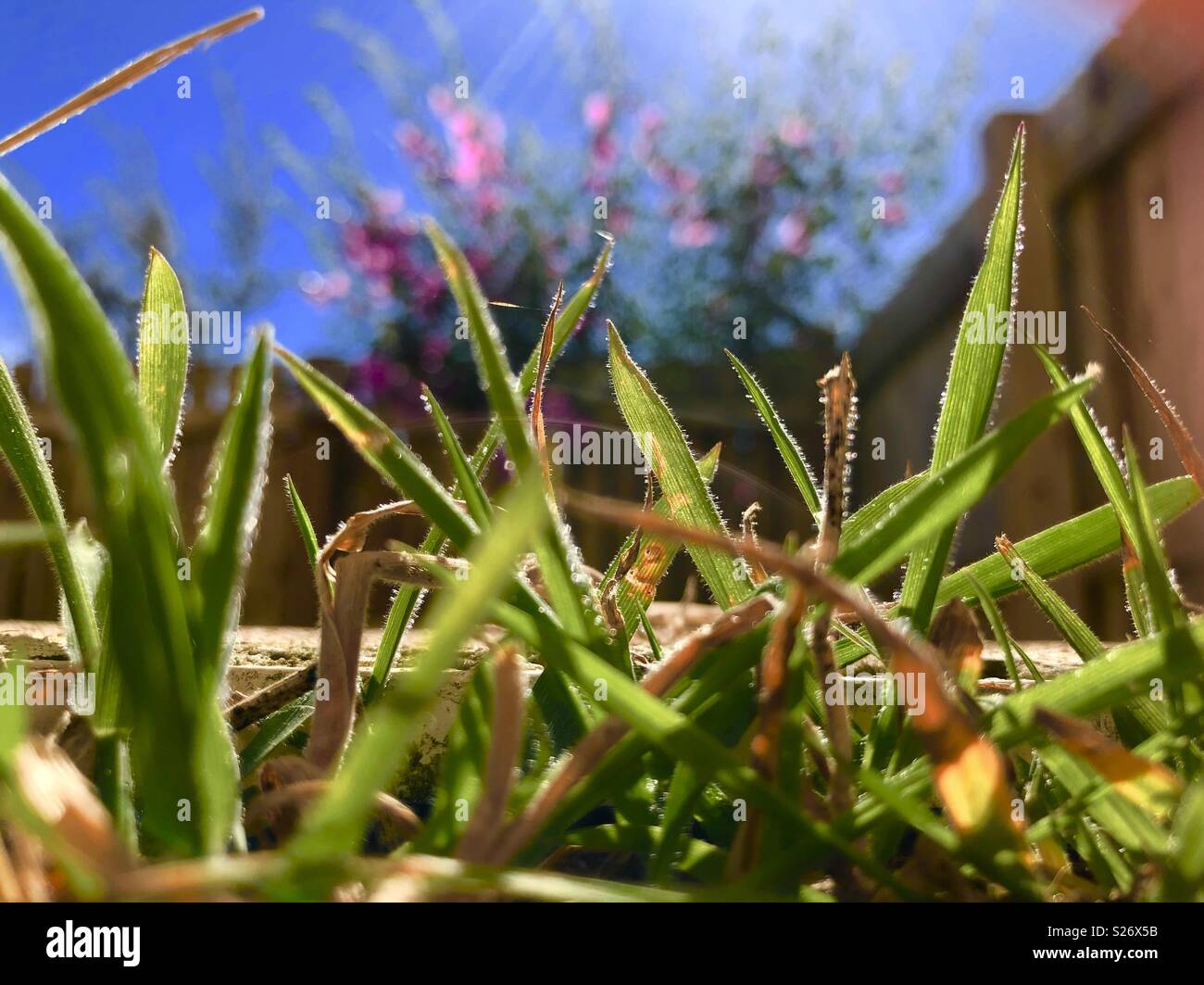 Sunny afternoon with grass & sky Stock Photo