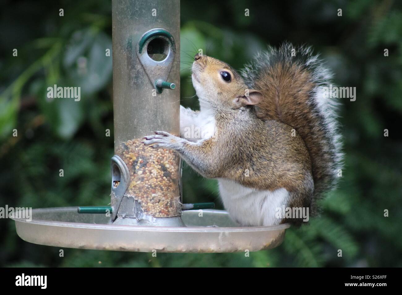 Squirrel On Bird Feeder Stock Photo 311168467 Alamy