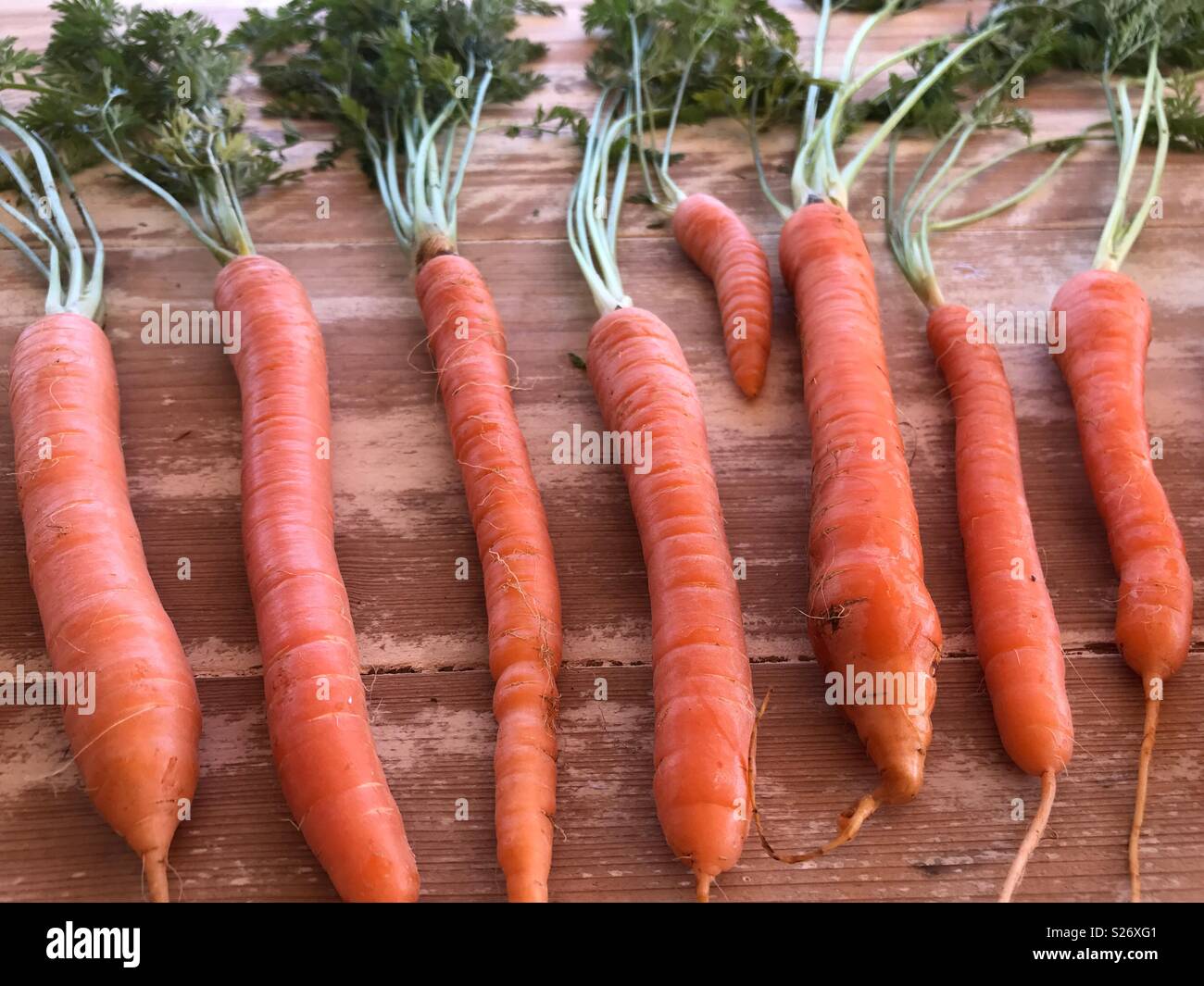 Fresh produce, organic carrots with carrot greens, high angle view Stock Photo