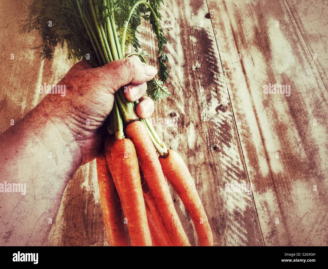 Woman holding a bunch of carrots - Smartphone Captured Stock Image