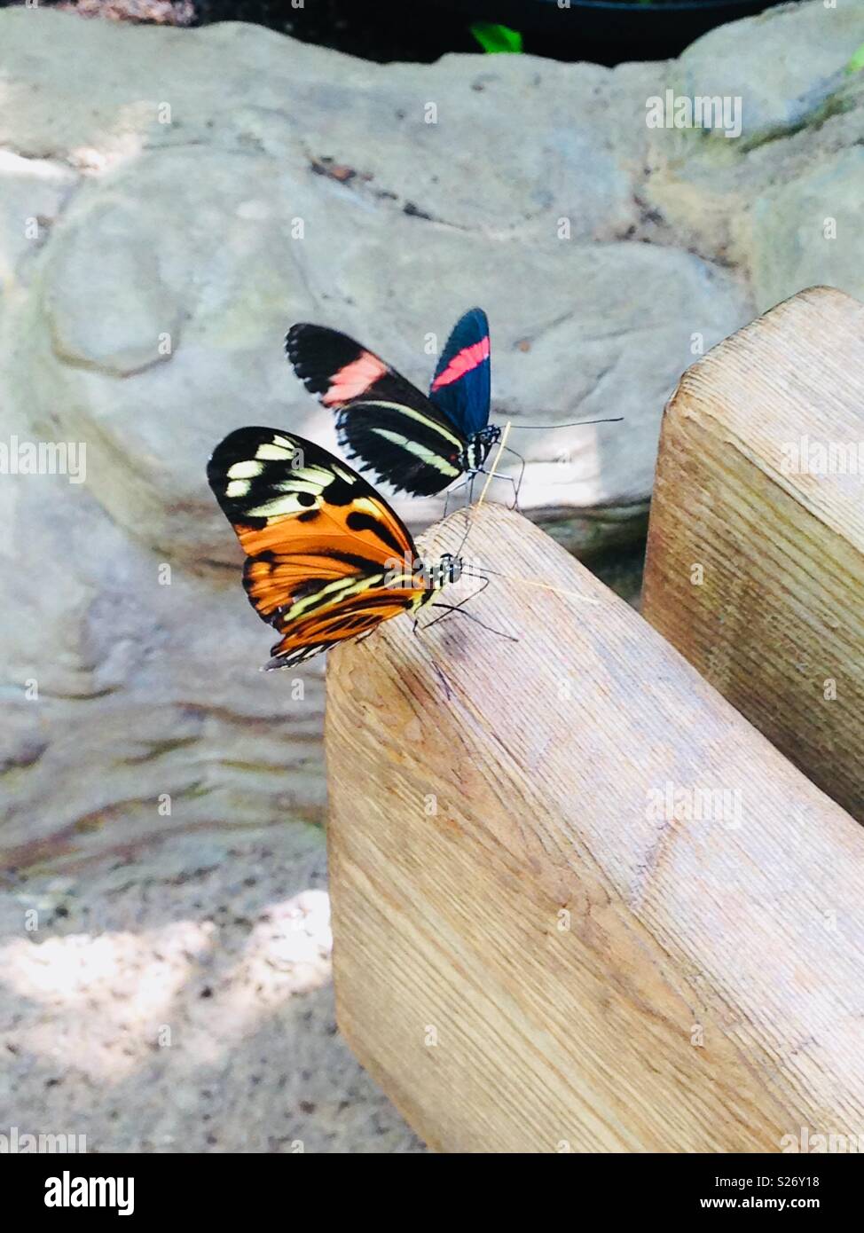 Butterflies of the world hires stock photography and images Alamy