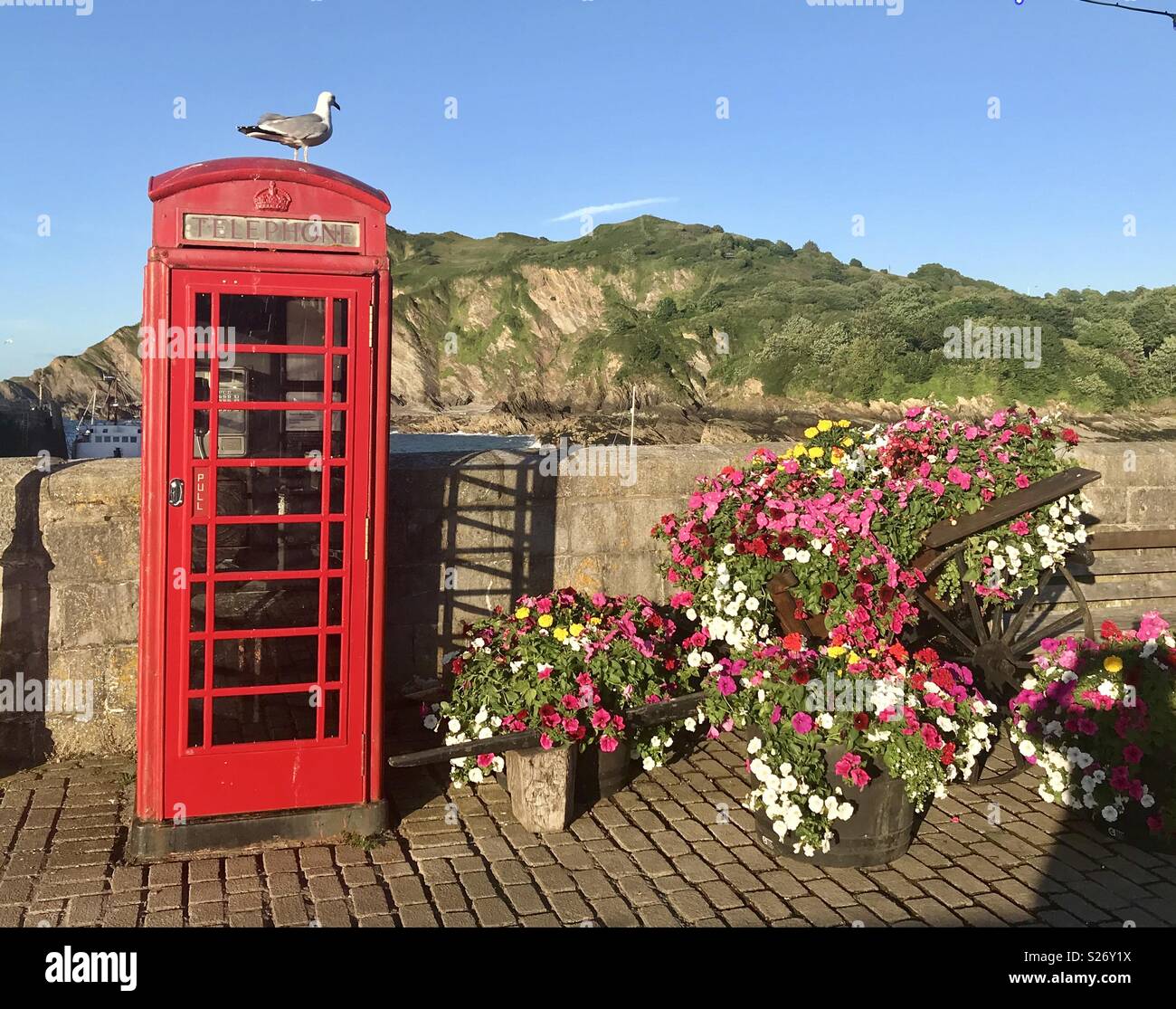 Seagull on old red phone box next to wheelbarrow of flowers. Ilfracombe harbour - Smartphone Captured Stock Image