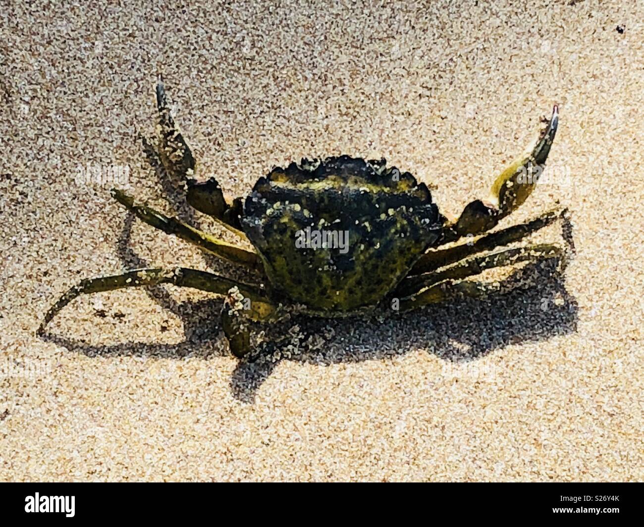 Hard shell crab hires stock photography and images Alamy