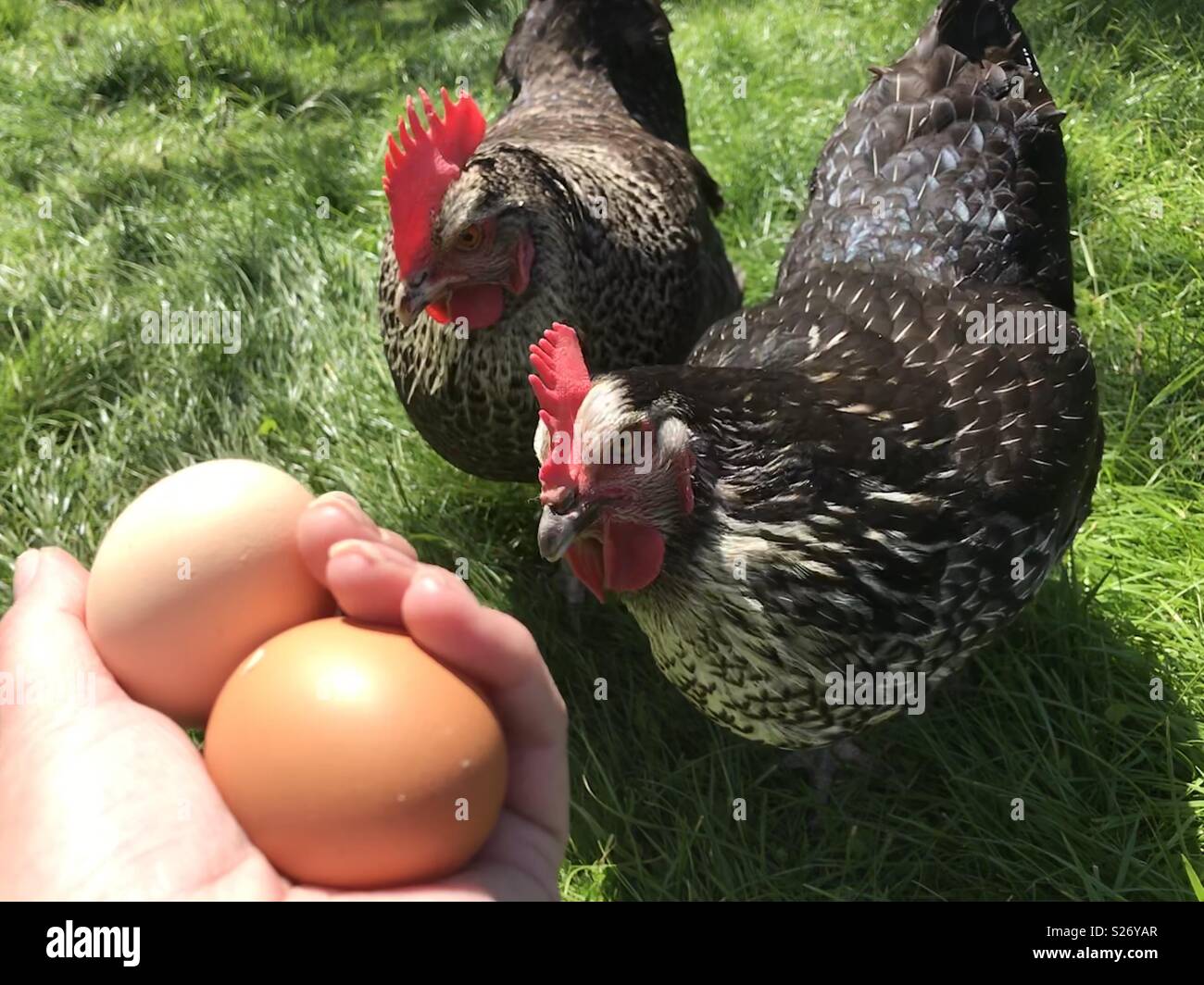 Two backyard chickens with two freshly laid eggs in a female’s hand Stock Photo
