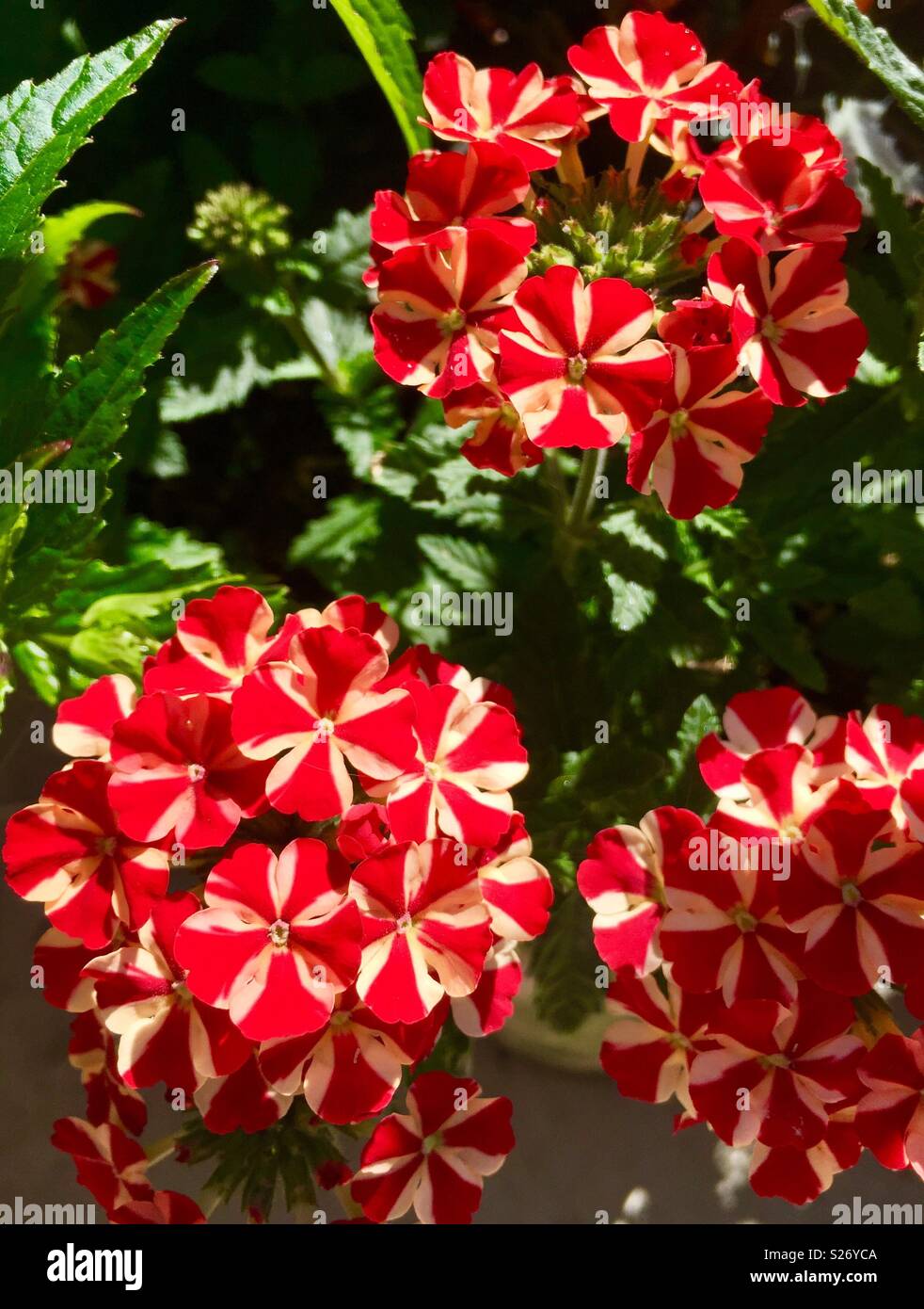 Red and white flowers - Smartphone Captured Stock Image